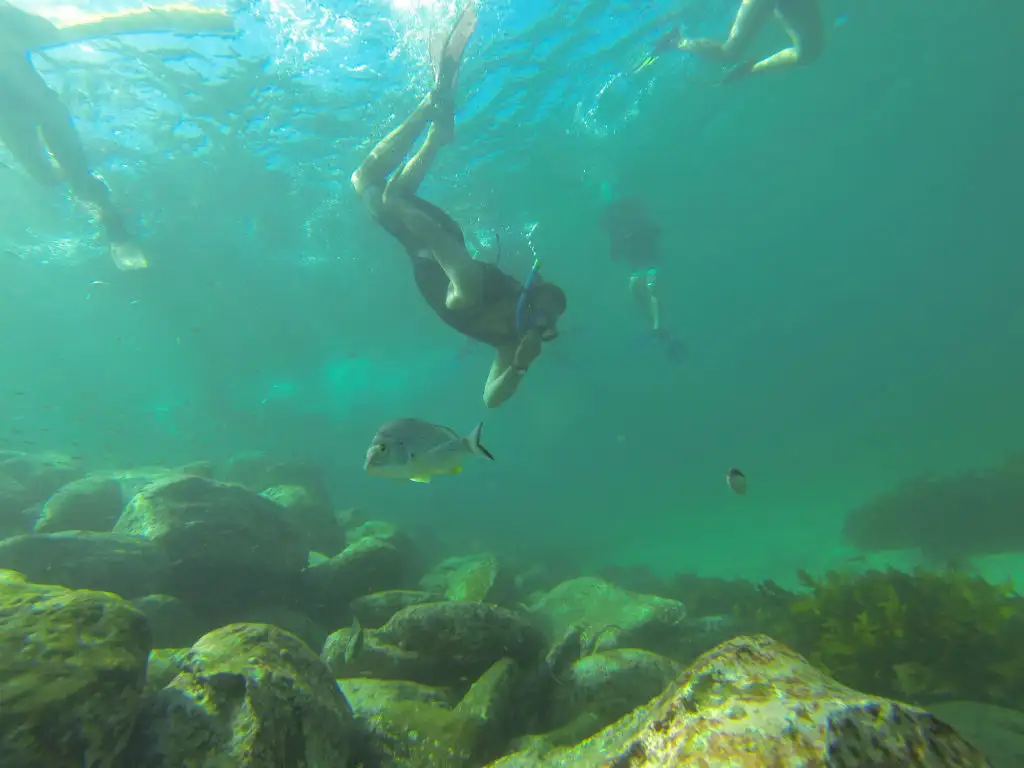 Manly Snorkel and Headland Walk Eco Tour