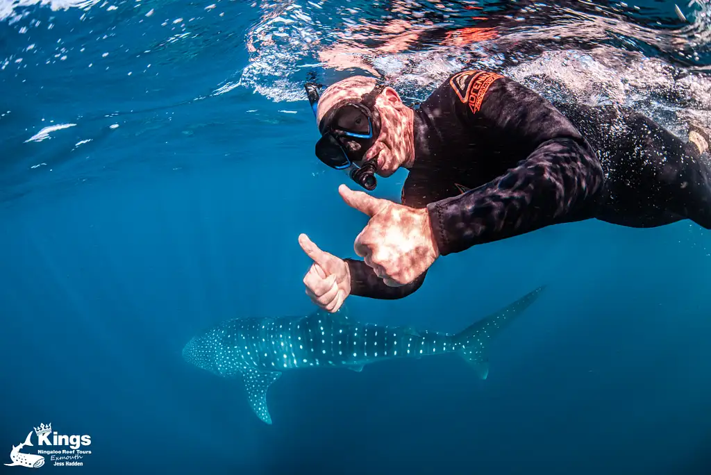 Whale Shark Snorkelling Adventure Tour (Apr-July) | Departing Exmouth