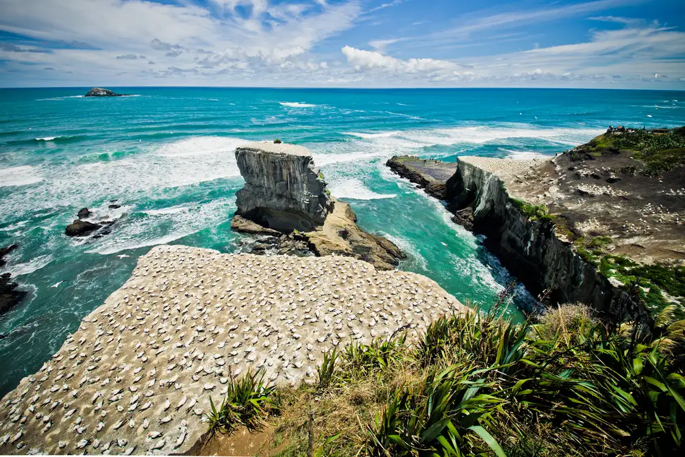 Muriwai Beach & Gannet Eco Tour | Private Tour