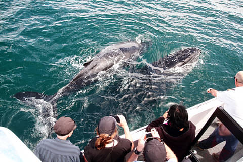 Jervis Bay Whale Watching Tour Discount