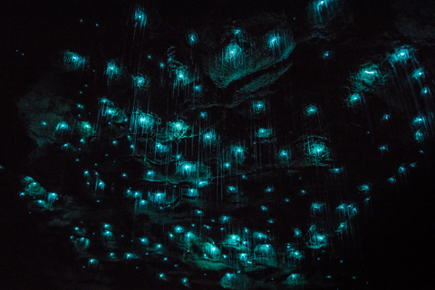 new zealand glow worm cave tour