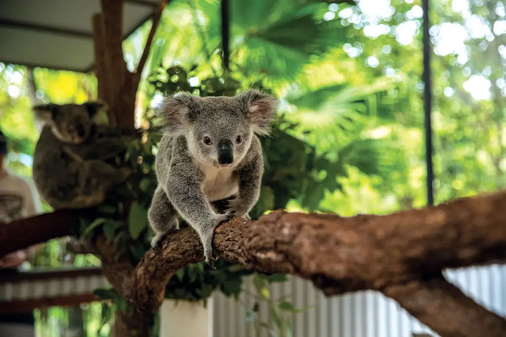 Kuranda Koala Gardens | Friends in the Rainforest Package