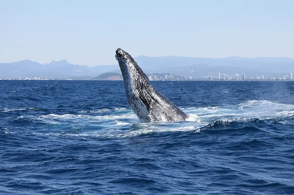 Gold Coast Whale Watching Cruise | Whales in Paradise
