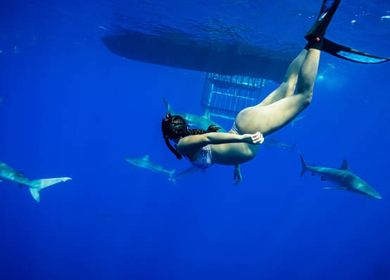 Shark dive Hawaii
