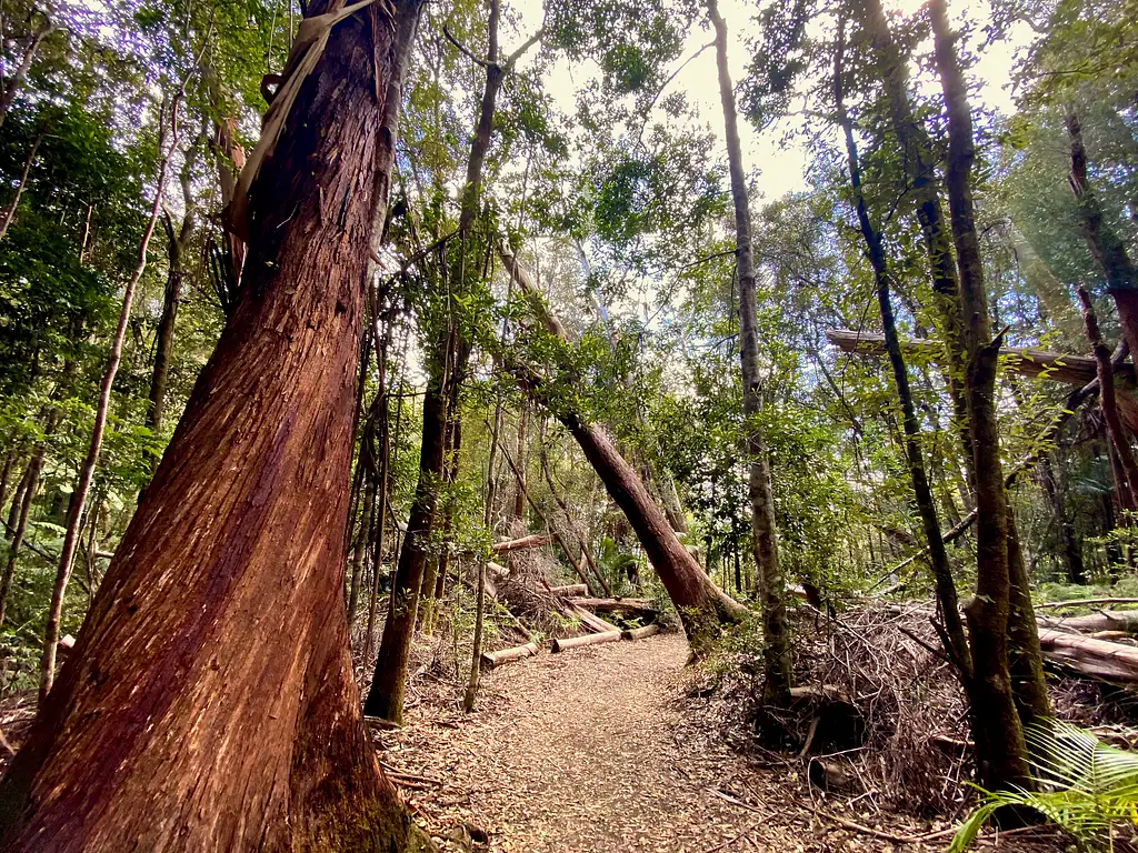 Springbrook Full Day Tour from Brisbane
