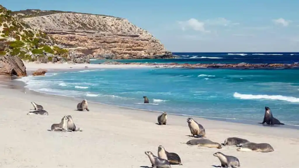Kangaroo Island 2 Day Wildlife Adventure | Groovy Grape Adventures