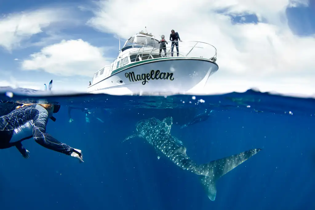 Whale Shark Swim on Ningaloo Reef