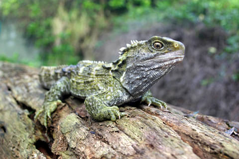 Tuatara nz zoo