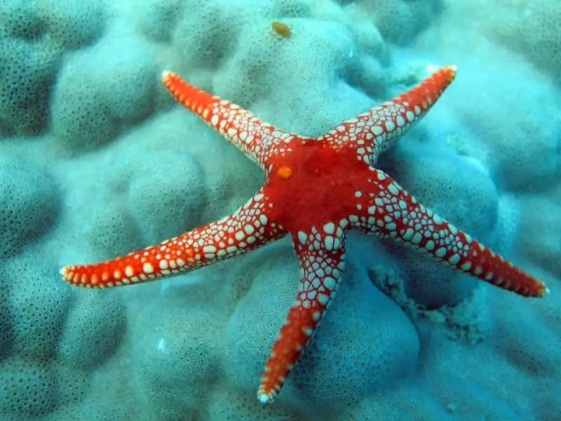 2 Days 2 Night Whitsunday Sailing Adventure | on Entice
