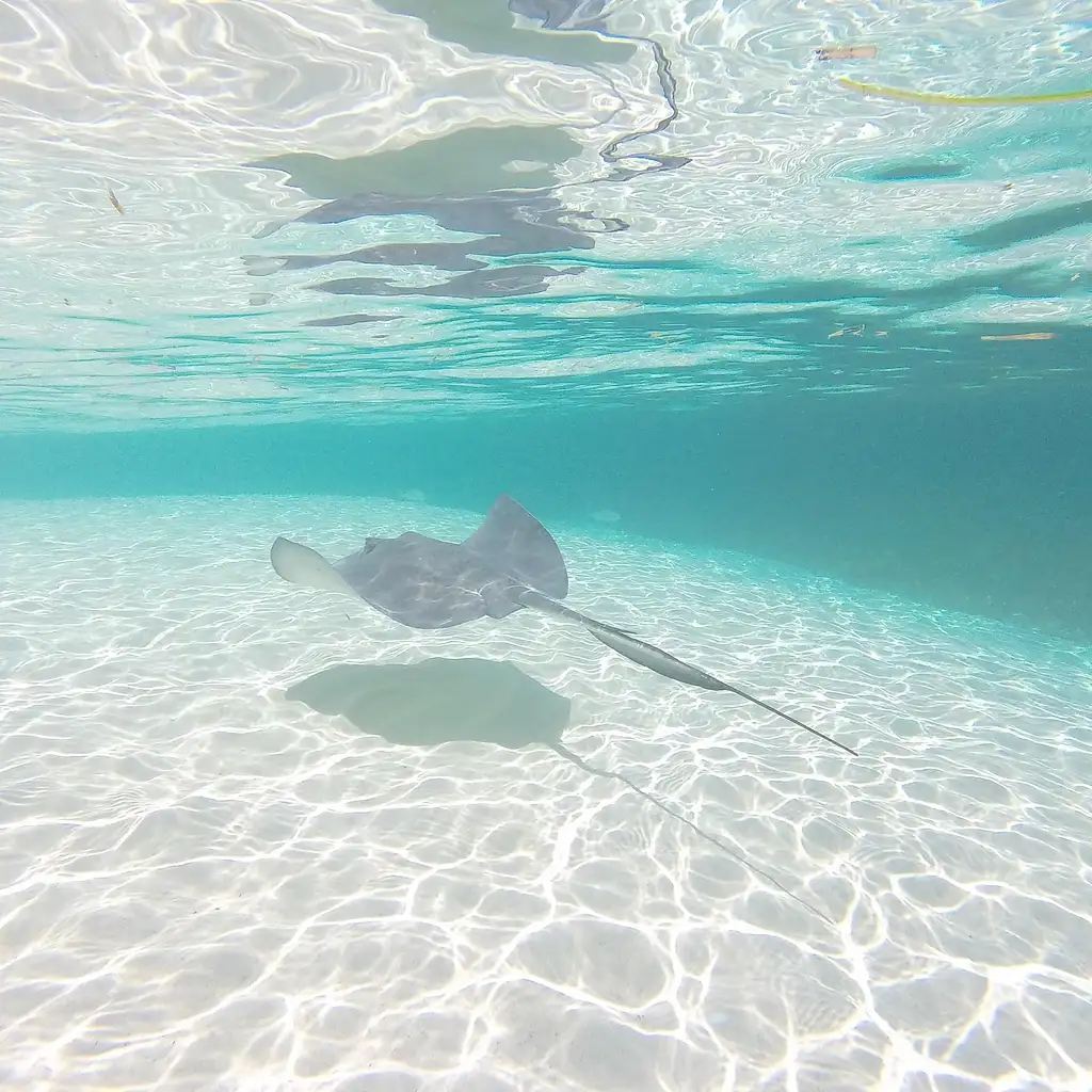 Grand Bahama Island by Fast Ferry, with Optional Pig Beach Visit
