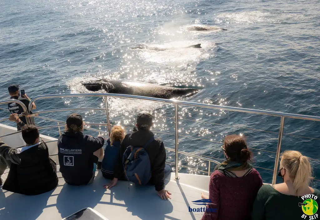 Small Group, Super Yacht Whale Watching Experience