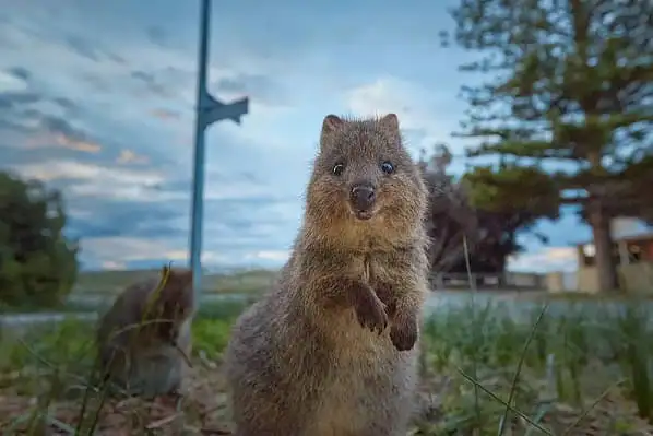 Smiling quokka on Rottnest Island