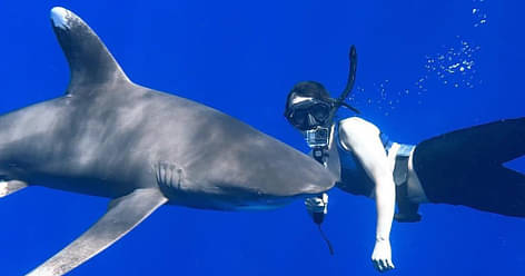 Pelagic No Cage Shark Dive Oahu