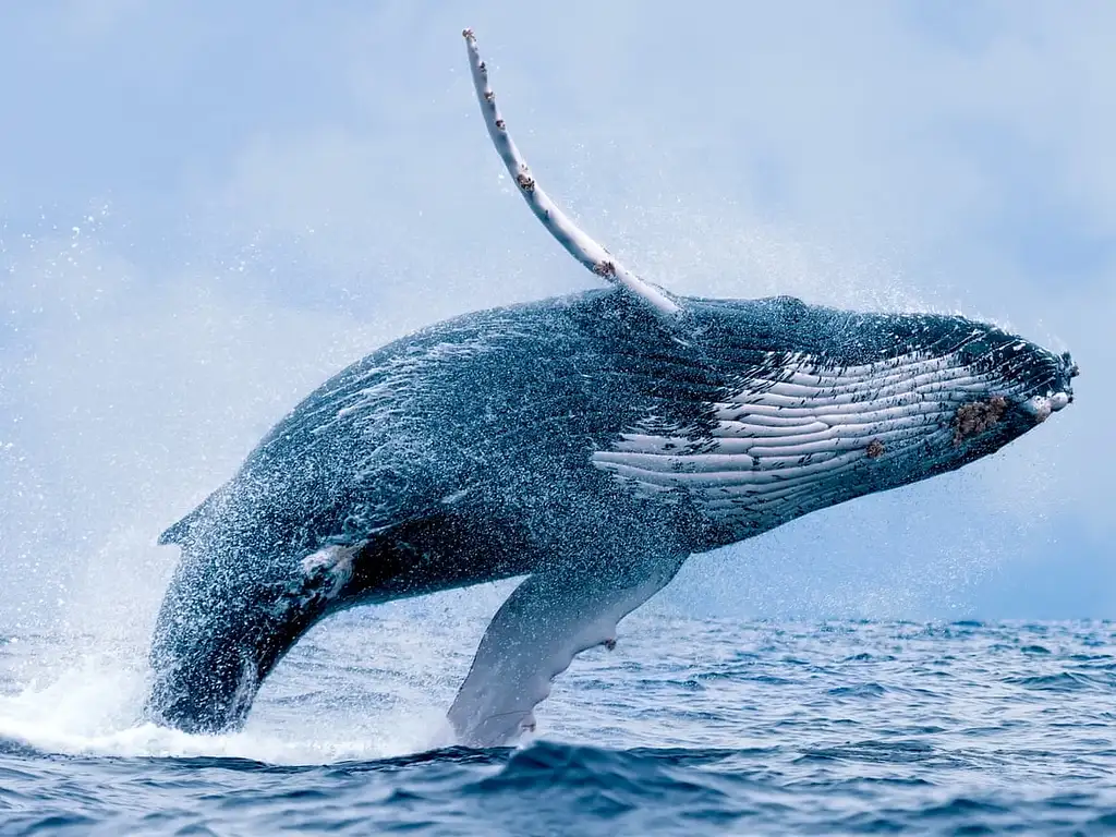 Sydney Whale Watching Experience | Small Ggroup