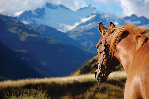 New Zealand South Island Tour