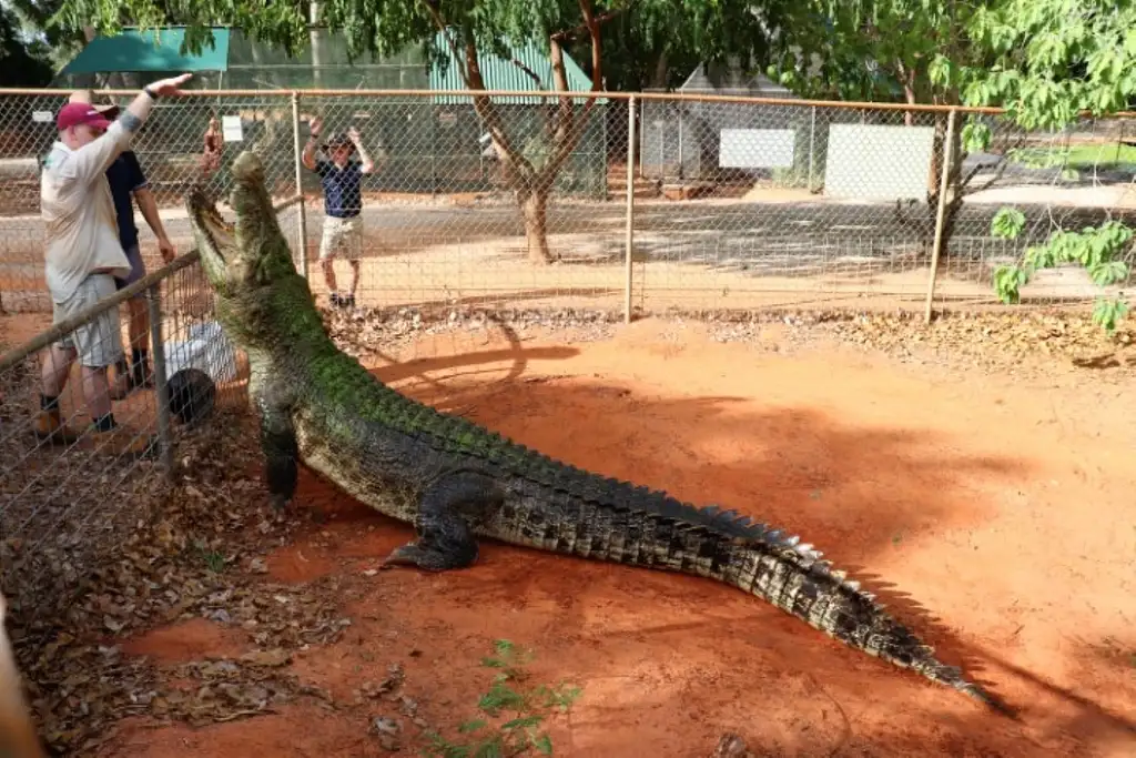 Broome 3-in-1 Tour | Matso's Broome Brewery | Broome Museum | Malcolm Douglas Crocodile Feeding Tour