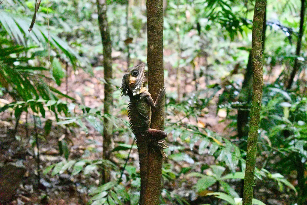 2 Day Natural Explorers | Waterfall Wanderer + Cape Tribulation Tour | From Cairns