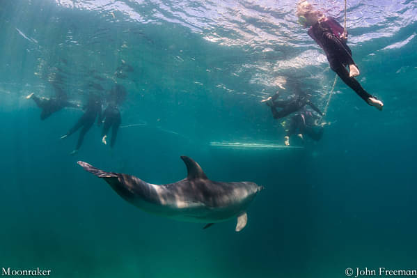 dolphin and seal swim