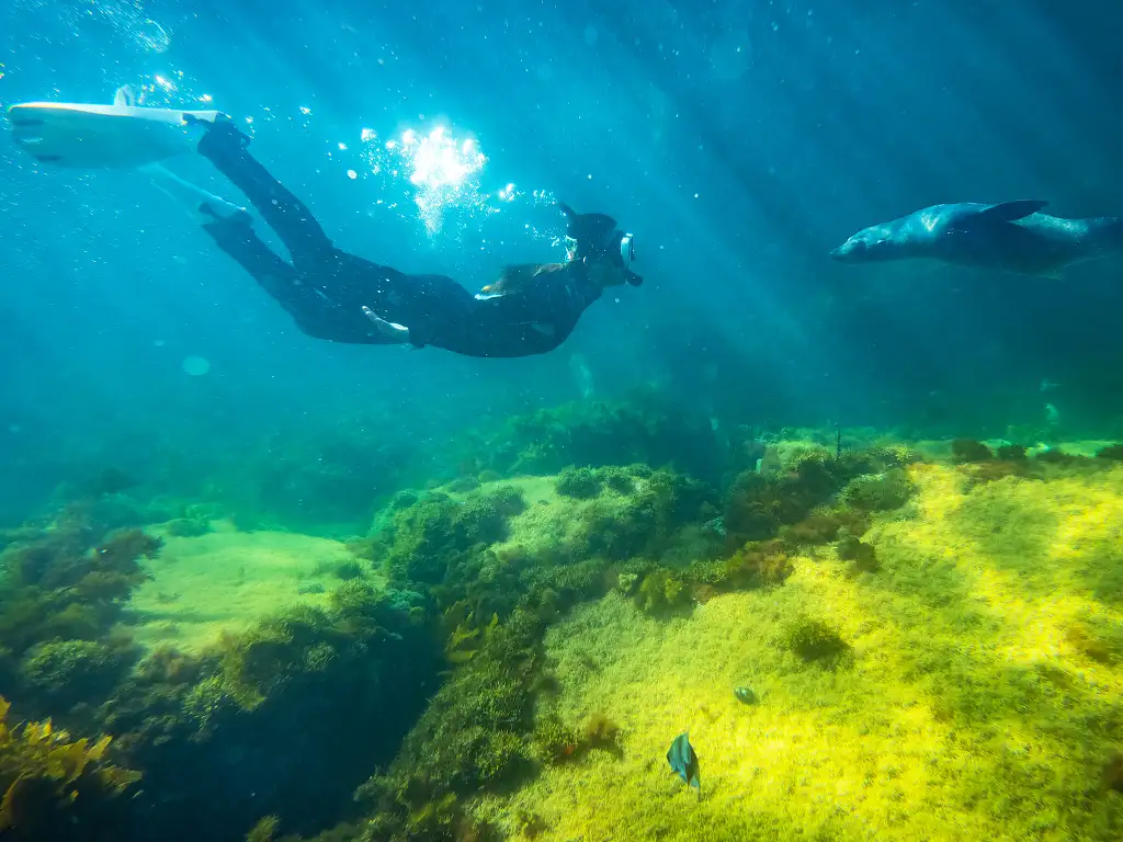 Swim with Dolphins or Seals on Kangaroo Island