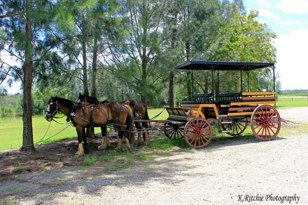 Clip-Clop Pokolbin Horse and Carriage Tour