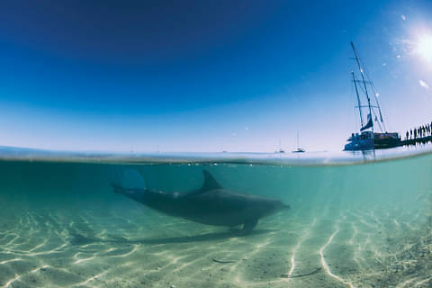 Ocean Park, south of Denham, Shark Bay, Tourism WA 104559.jpg