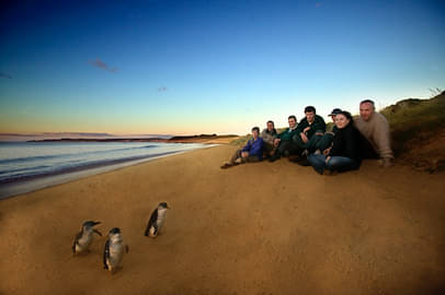 Phillip Island Penguin Parade Day Tour