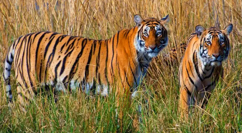 Golden Triangle with Ranthambore Tour