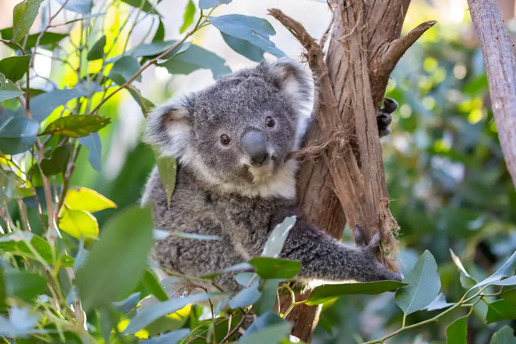 Go City Sydney Explorer Attraction Pass