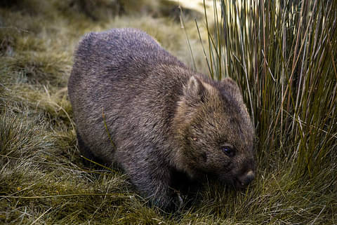 Tasmania's Tarkine & Cradle Mountain Explorer Deals