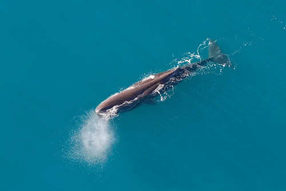 Kaikōura Whale Watching & Heli Gourmet experience  - For 2 people