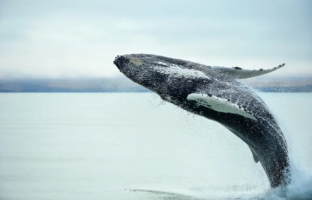 Kaikoura Day Trip From Christchurch with Whale Watch