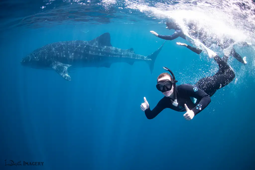 Coral Bay Whale Shark Safari (March-June)