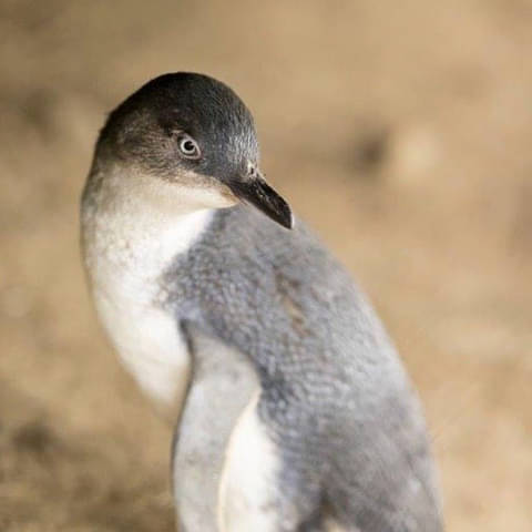 phillip island day tours