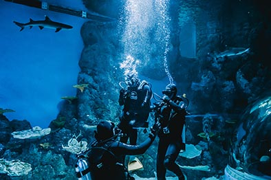 Cairns Aquarium Shark Dive Discount