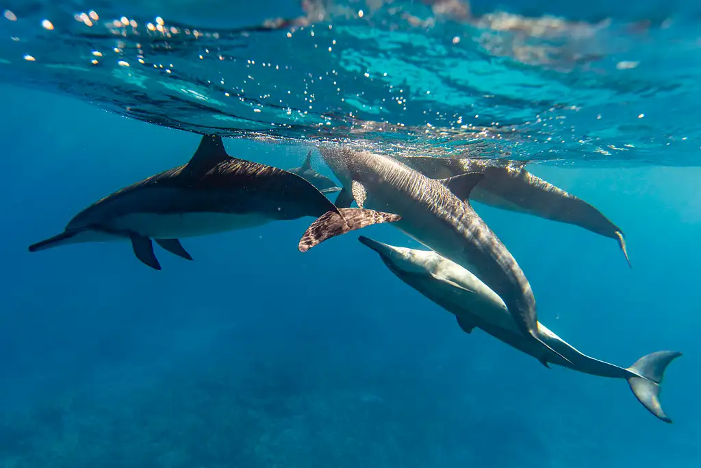 North Shore Marine Life Tour