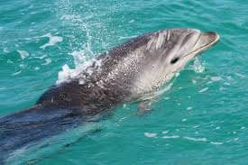 best bay of islands tour
