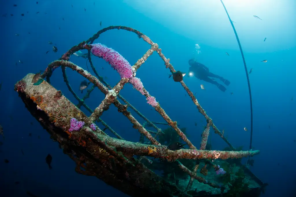 Canterbury Wreck and Reef Dive