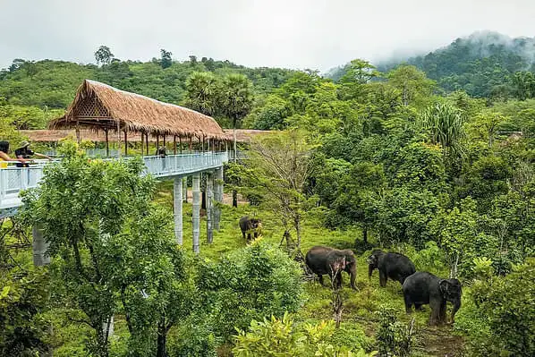 Phuket Elephant Sanctuary Tour Thailand