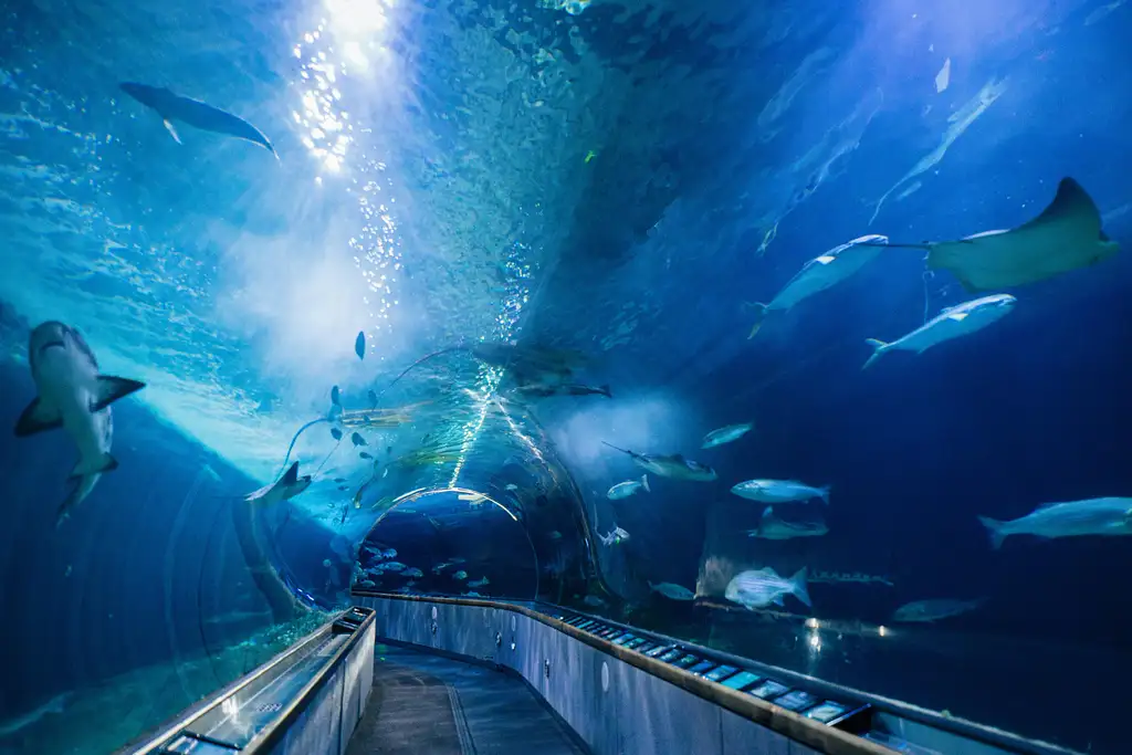 San Francisco Aquarium of The Bay Tickets