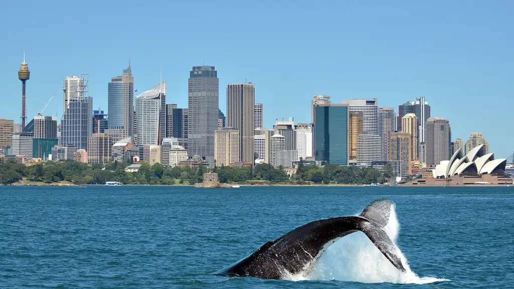 Sydney Harbour Whale Watching Adventure Cruise