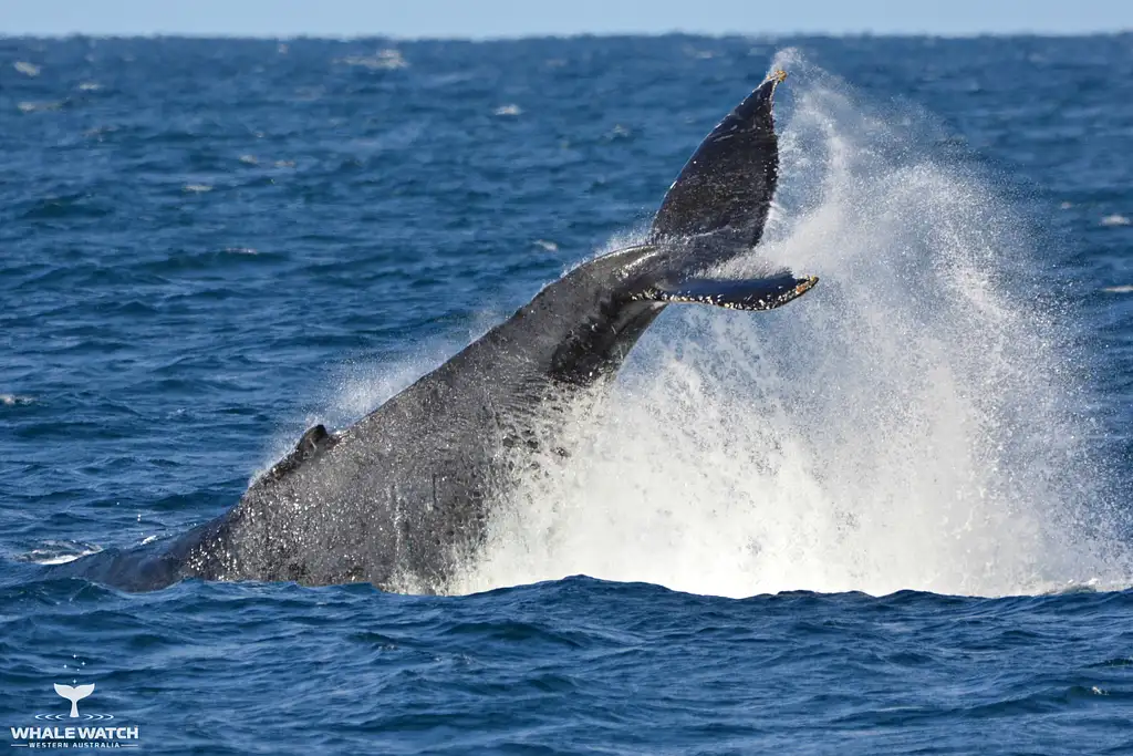 Whale Watch Experience AUGUSTA