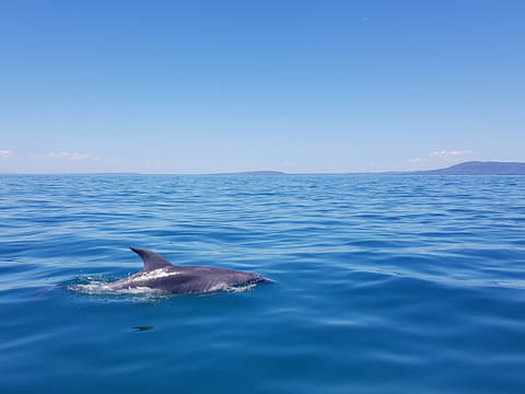 seal tours in Melbourne