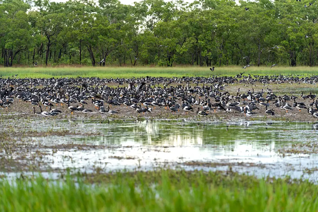 2 Day Kakadu Retreat & Yellow River | From Darwin (Nov - Mar)