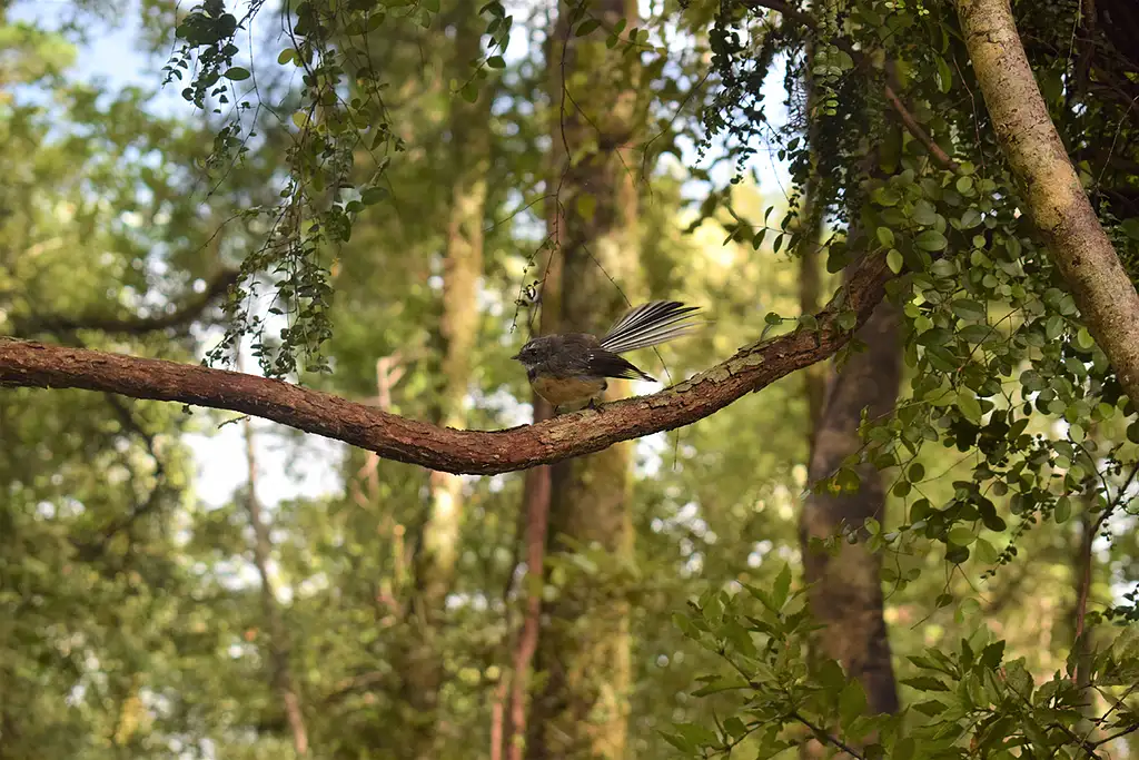Lake Mapourika Cruise & Rainforest Walk