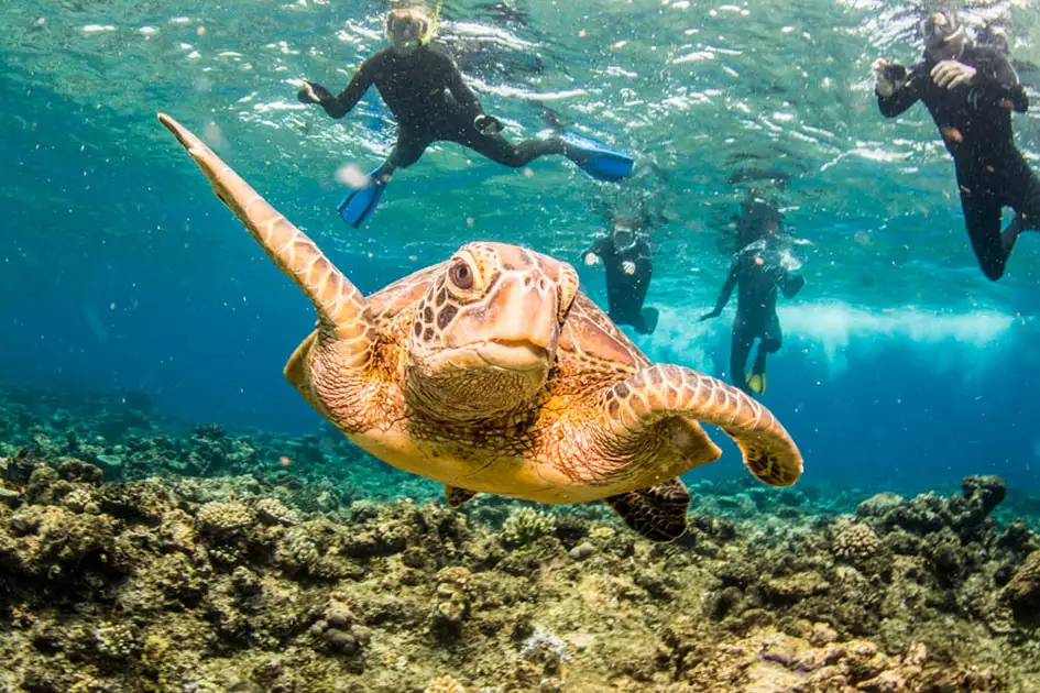 Outer Great Barrier Reef Day Trip on AquaQuest
