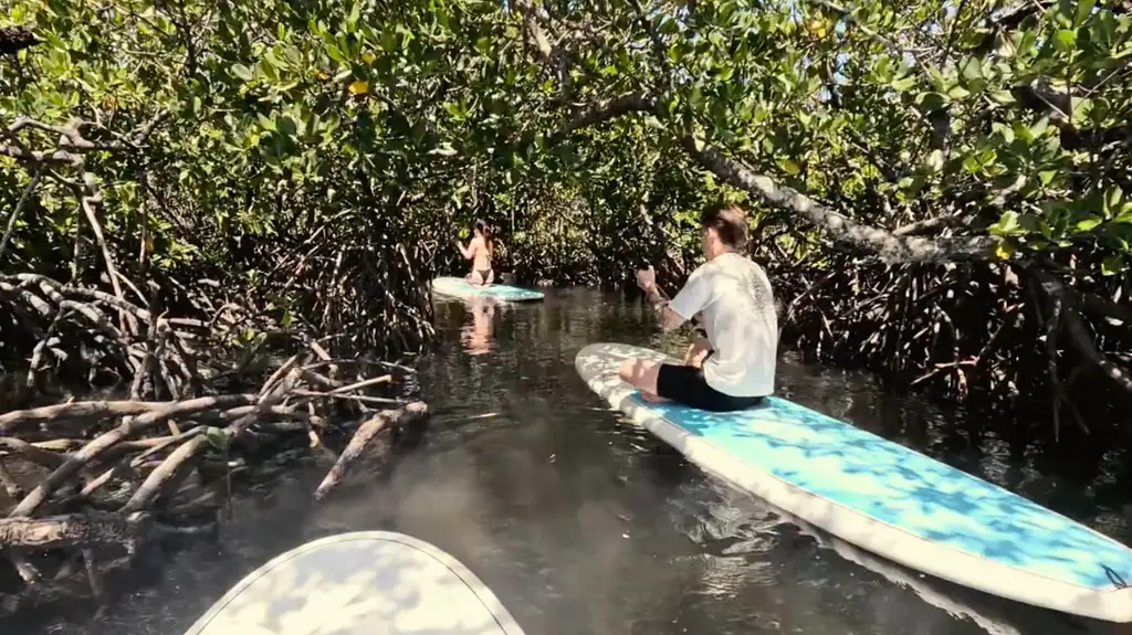 Noosa Stand Up Paddle & Mangrove Tunnel Tour