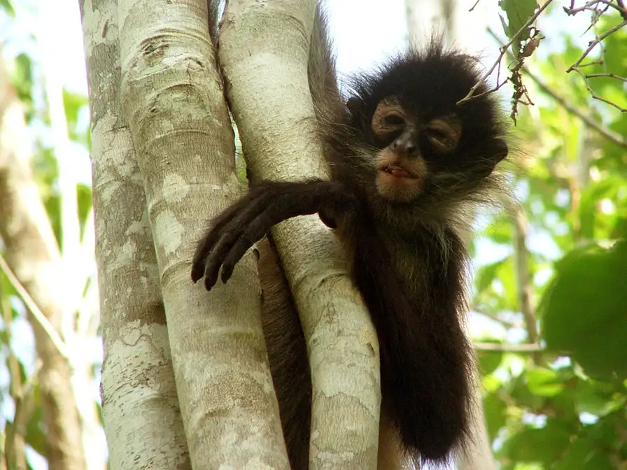 Mayan Inland Expedition | Group & Private options
