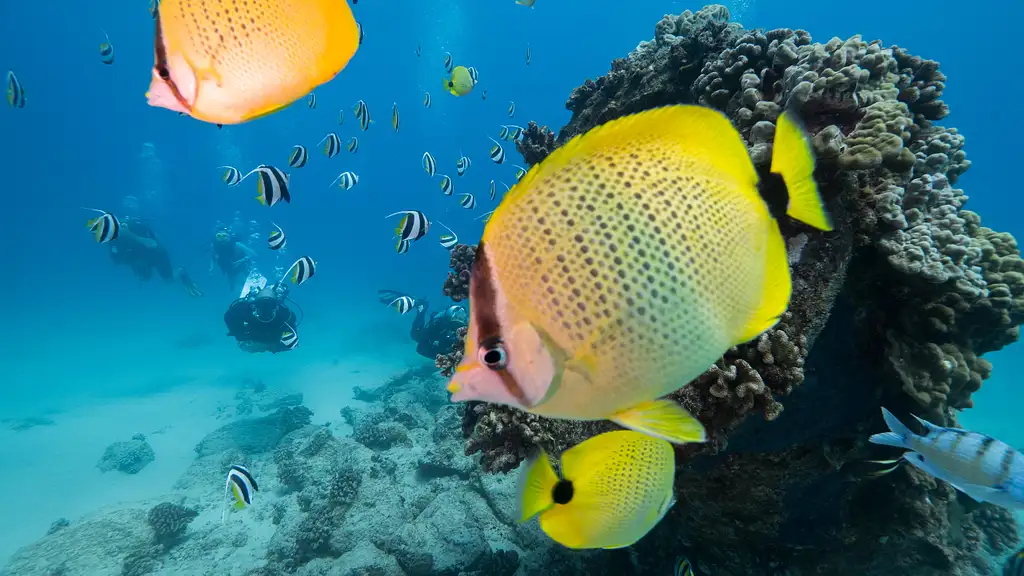 Shallow Reefs Dive Tour
