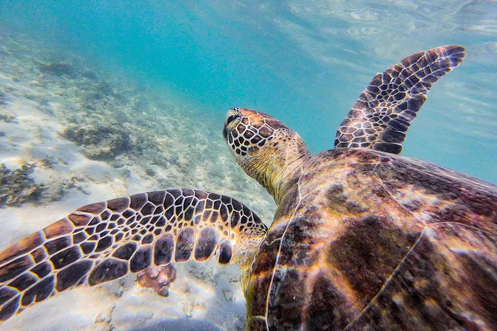 Dunk & Secret Cassowary Islands Day Trip | Departing Mission Beach