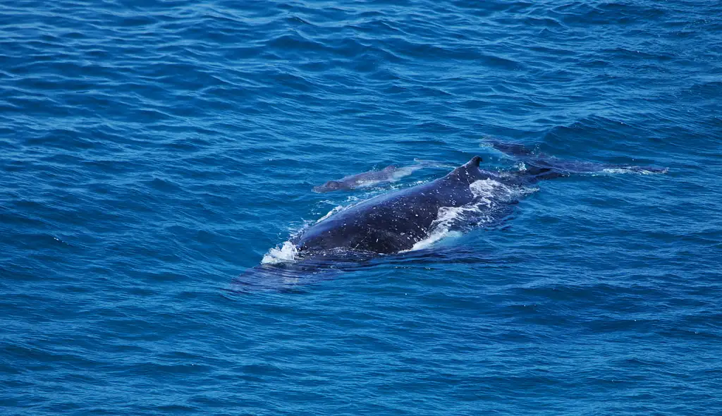 Whale Watching Ocean Kayaking & Beach 4X4 Tour | Noosa
